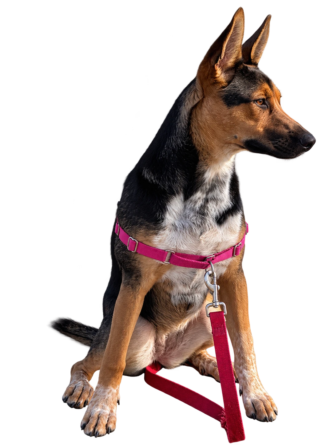 Cookie, our studio companion, wearing a pink harness